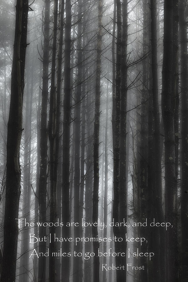The Woods Black And White Photograph by Bill Wakeley