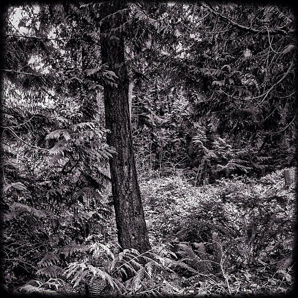 Igers Photograph - The Woods. #instagood #picoftheday by Kevin Smith