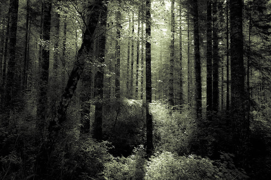 Tree Photograph - The Woods by KATIE Vigil