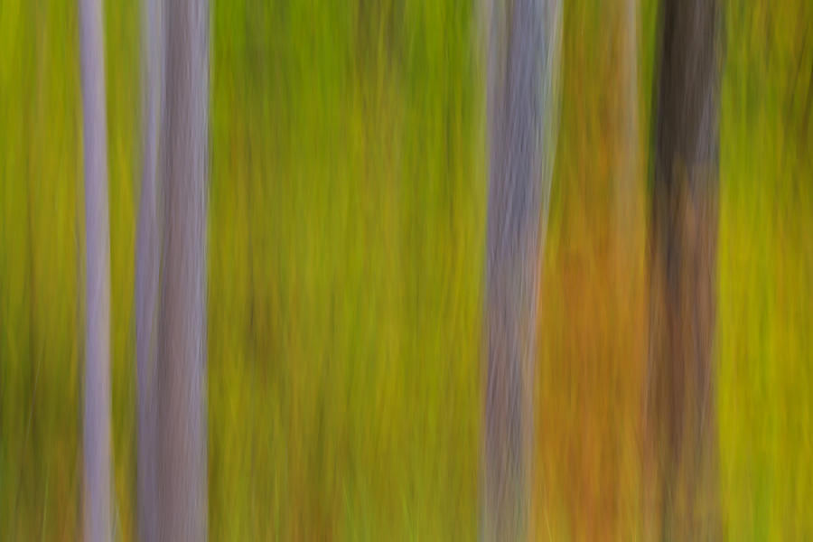 The Woods Photograph by Rachel Cohen