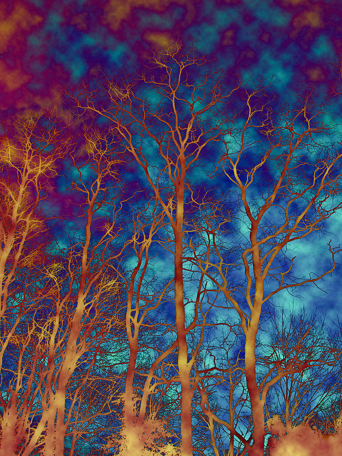 The Woods - Through a Glass Darkly Photograph by Carol Senske