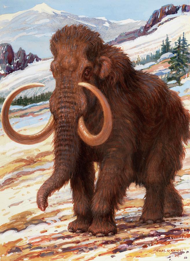 The Woolly Mammoth Is A Close Relative Photograph by Charles R. Knight