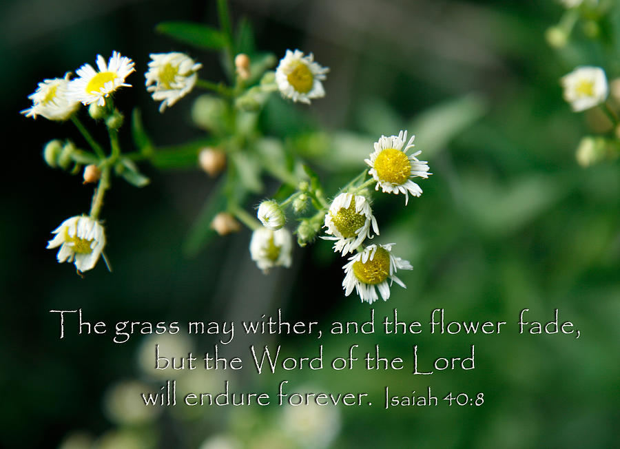 The word of the Lord will endure Photograph by Denise Beverly