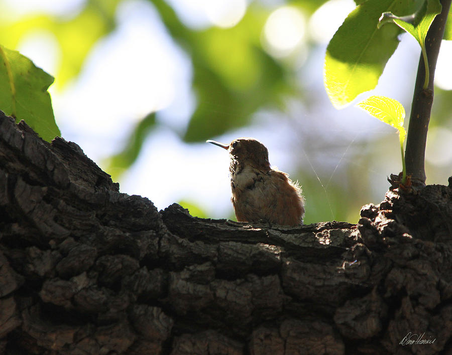 Hummingbird Photograph - The World Awaits by Diana Haronis