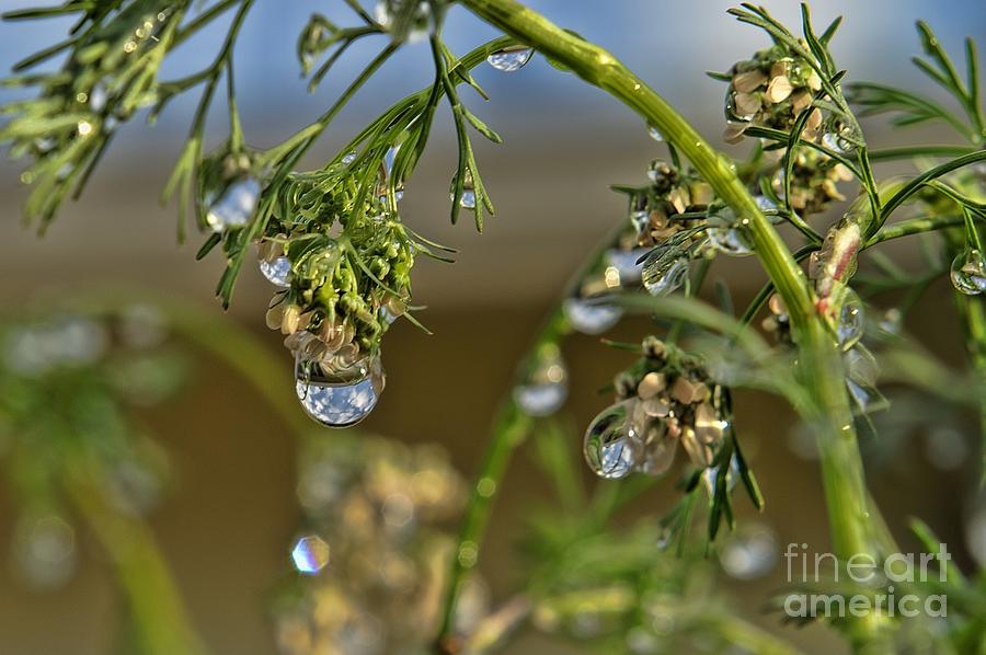 The World In A Drop Of Water Photograph by Peggy Hughes