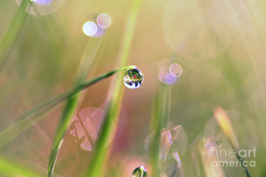 The World In A Drop Photograph by Sylvia Cook