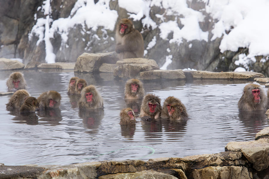 The World Of Snow Monkey Photograph by I Love Photo And Apple.