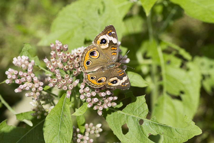 The World of the Buckeye Butterfly Photograph by Kathy Clark