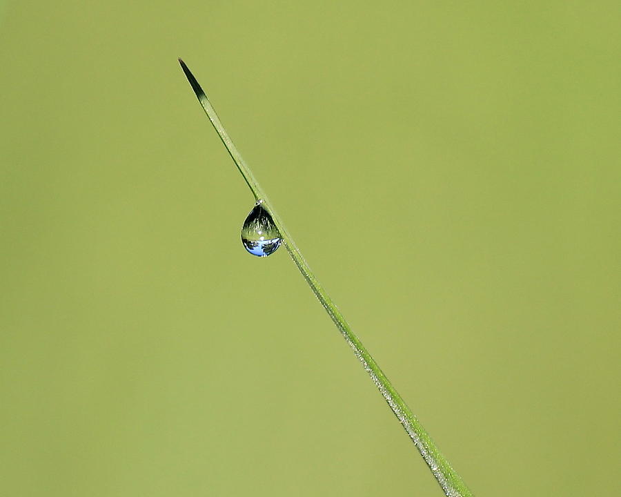 The World Within a Dewdrop Photograph by Penny Meyers