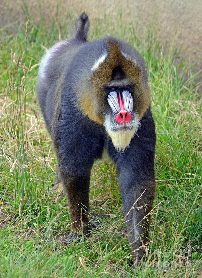 Animal Photograph - The Worlds Largest Species of Monkey The Mandrill  by Jim Fitzpatrick