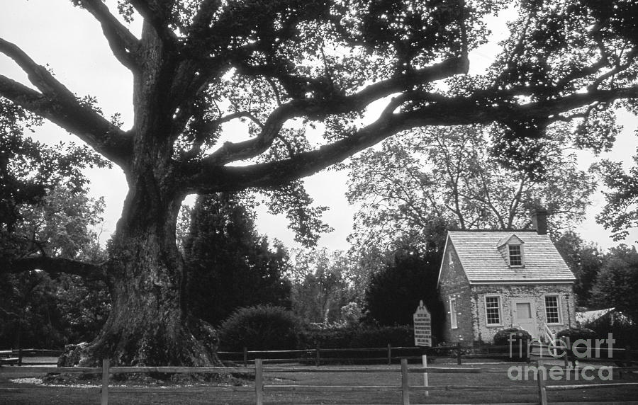 The Wye Oak Photograph by Skip Willits
