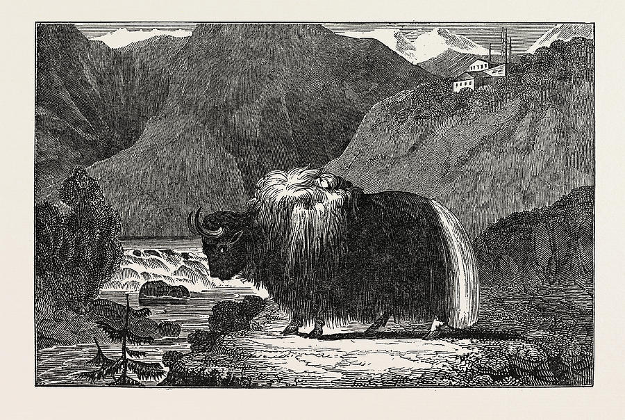 Vintage Drawing - The Yak Of Thibet by English School