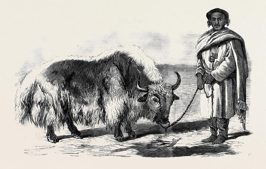 the yak or thibet ox from a drawing by w drawing by english school the yak or thibet ox from a drawing by w by english school