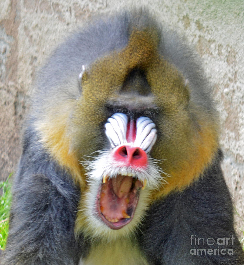 The Yawn of a Mandrill II Photograph by Jim Fitzpatrick