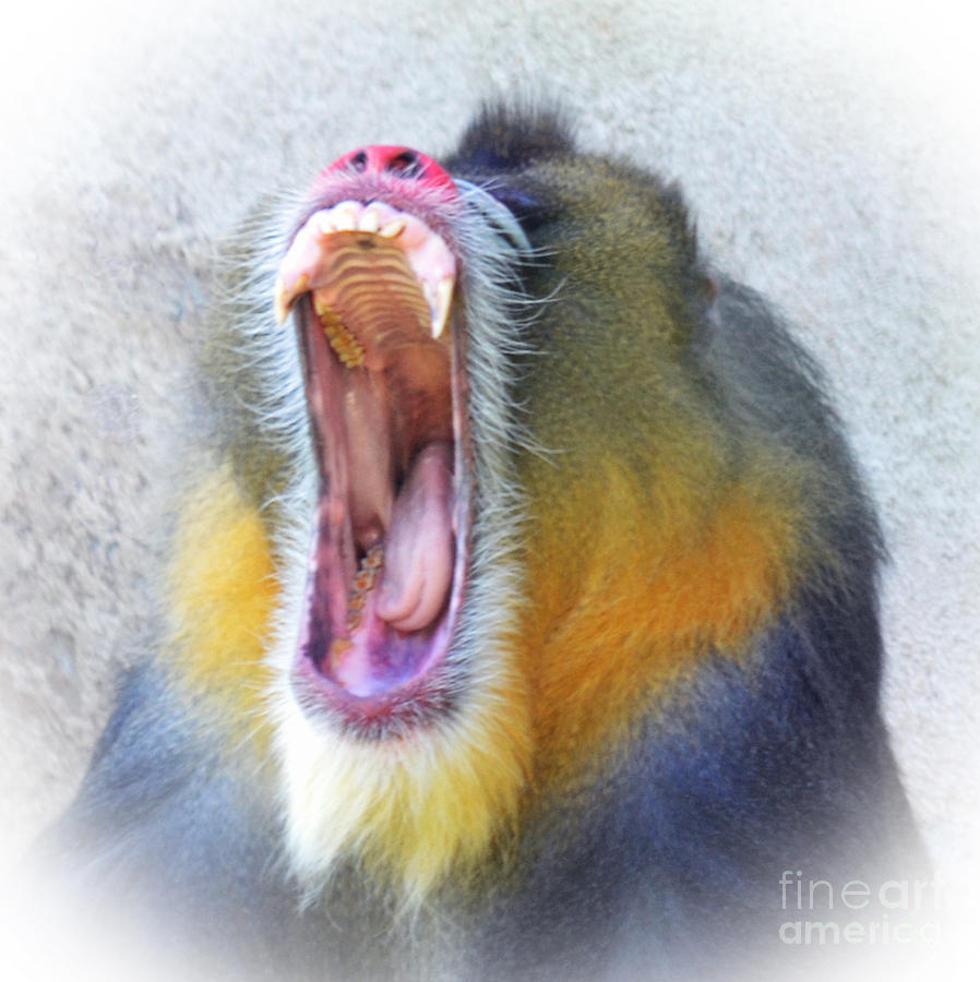 The Yawn of a Mandrill Photograph by Jim Fitzpatrick