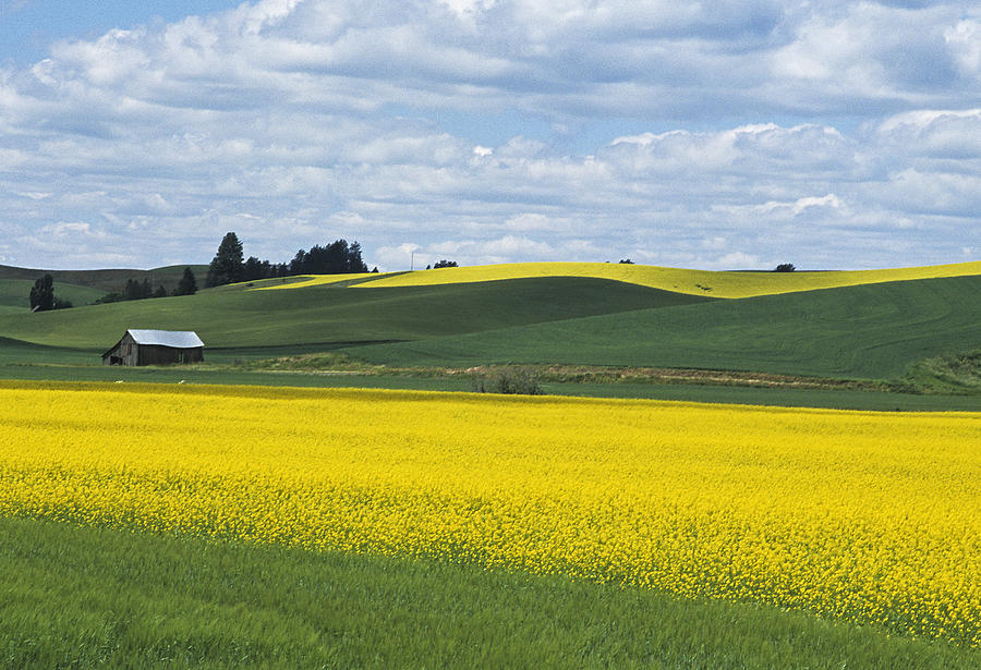 Summer Photograph - The Year of Canola by Latah Trail Foundation