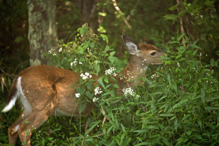 Deer Photograph - The Yearling 1 by Howard Tenke