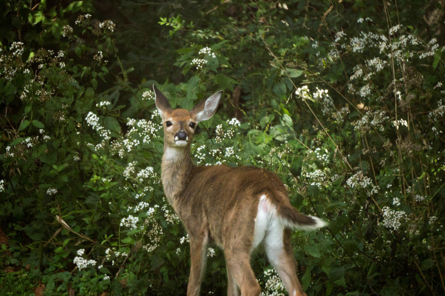 Deer Photograph - The Yearling 3 by Howard Tenke