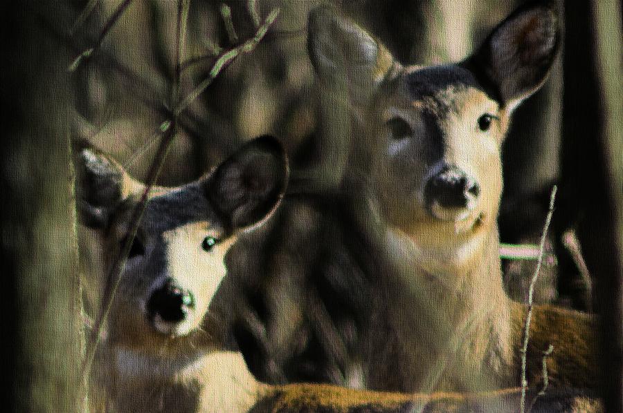 The Yearling Photograph by Bonfire Photography