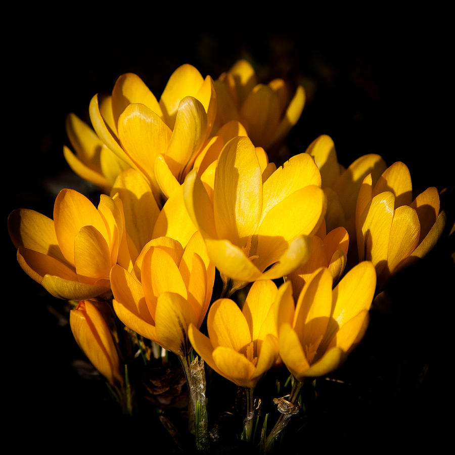 The Yellow Crocus Photograph by David Patterson