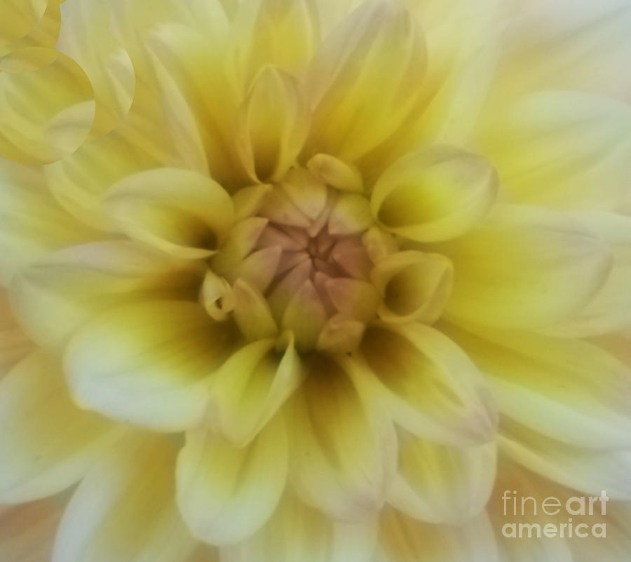 The Yellow Dahlia Photograph by Rosemary Aubut