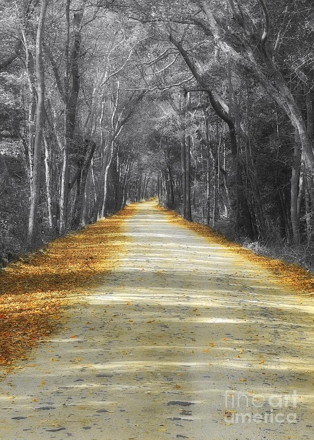 Fall Photograph - The Yellow Dirt Road by Sharon Woerner