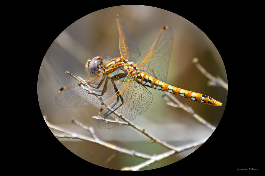 The Yellow Dragonfly Photograph by Christina Ochsner