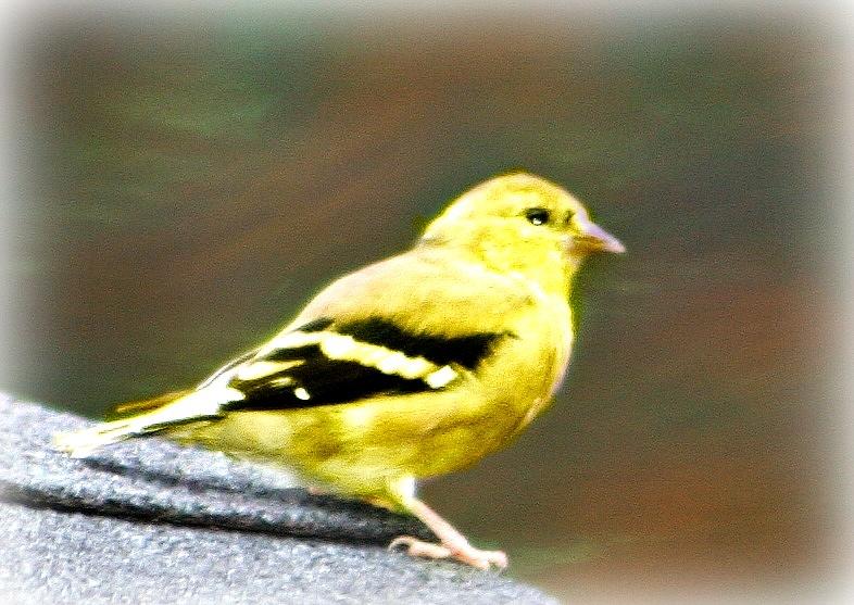 The Yellow Finch Photograph by Barbara S Nickerson
