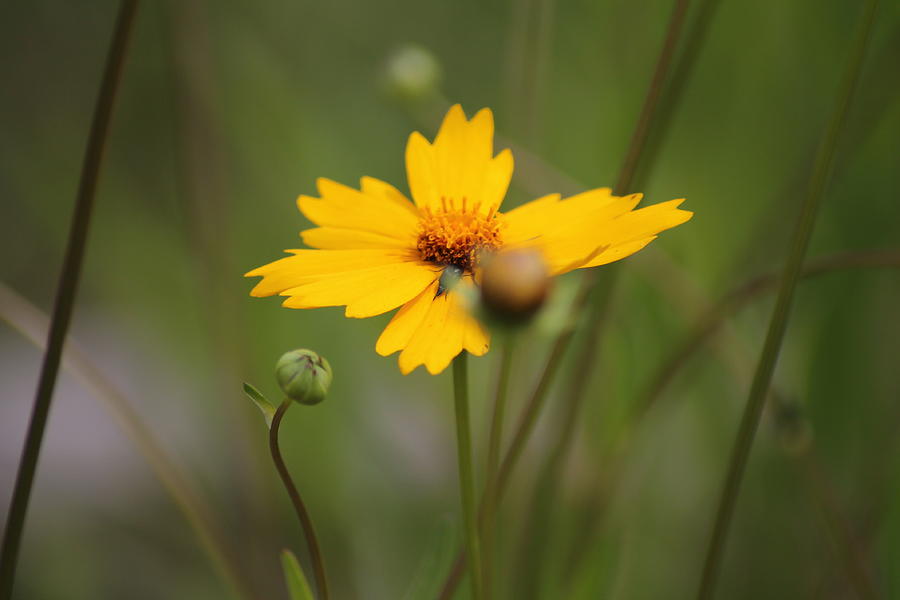 The Yellow Flower Photograph