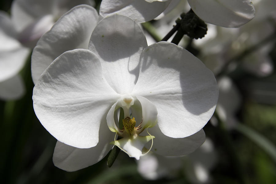 The yellow inner section of a white orchid flower Photograph by Ashish Agarwal