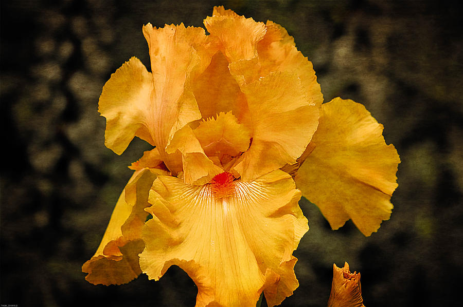 Yellow Iris Photograph by Thom Zehrfeld
