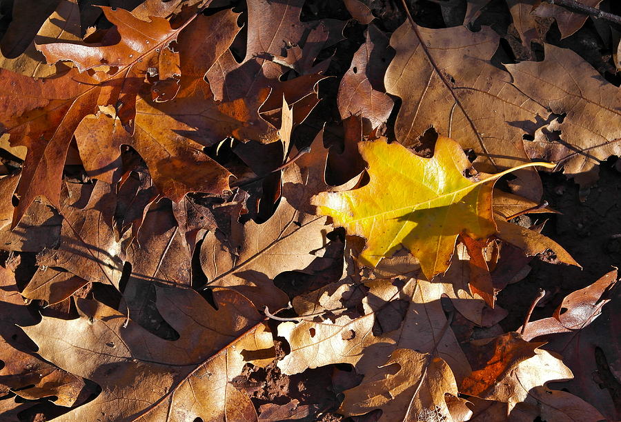 The Yellow Oak Leaf Photograph by Michele Myers