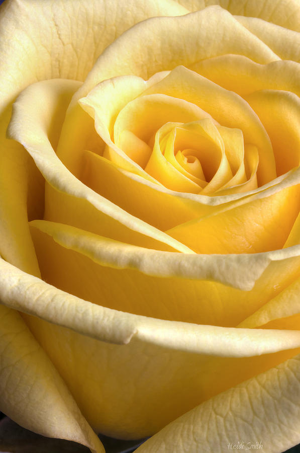 The Yellow Rose Photograph by Heidi Smith