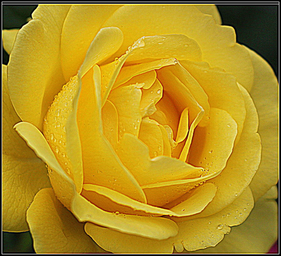 Rose Photograph - The Yellow Rose of June by Dora Sofia Caputo