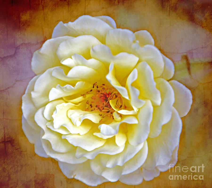 The Yellow Rose of Omaha Photograph by Elizabeth Winter