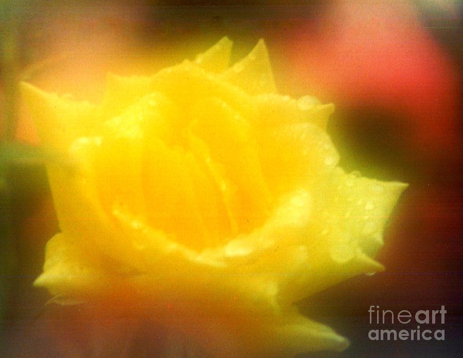 New Orleans  Yellow Rose Of Tralee Photograph by Michael Hoard