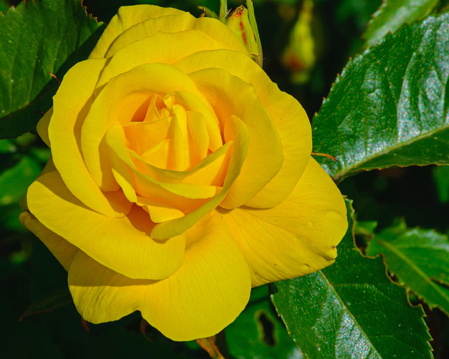 The Yellow Rose Photograph by Tikvahs Hope