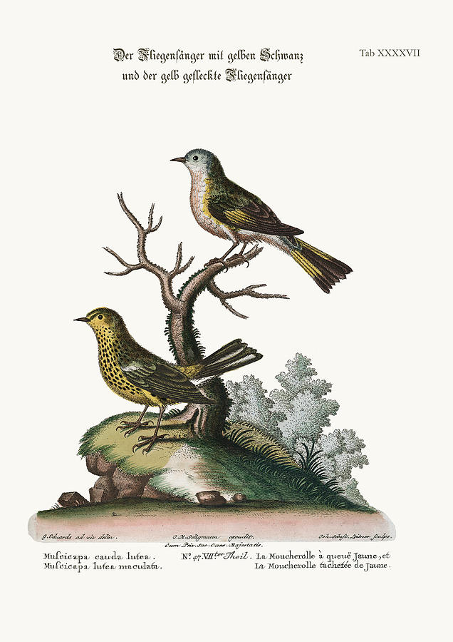 Mark Catesby Drawing - The Yellow-tailed Flycatcher and the Spotted Yellow Flycatcher by Splendid Art Prints