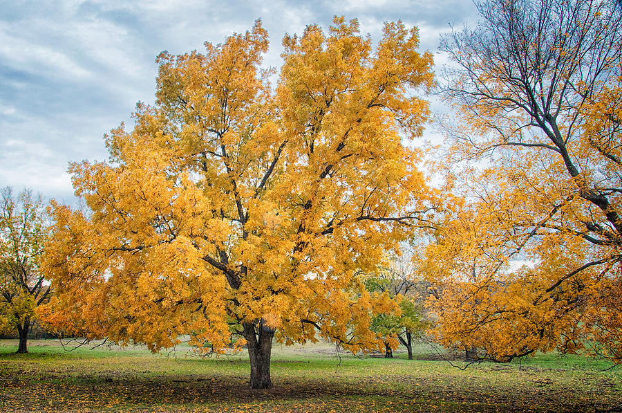 The Yellow Tree Photograph by Victor Culpepper