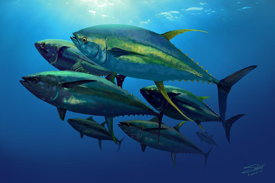 Fish Painting - Yellowfin by M Spadecaller