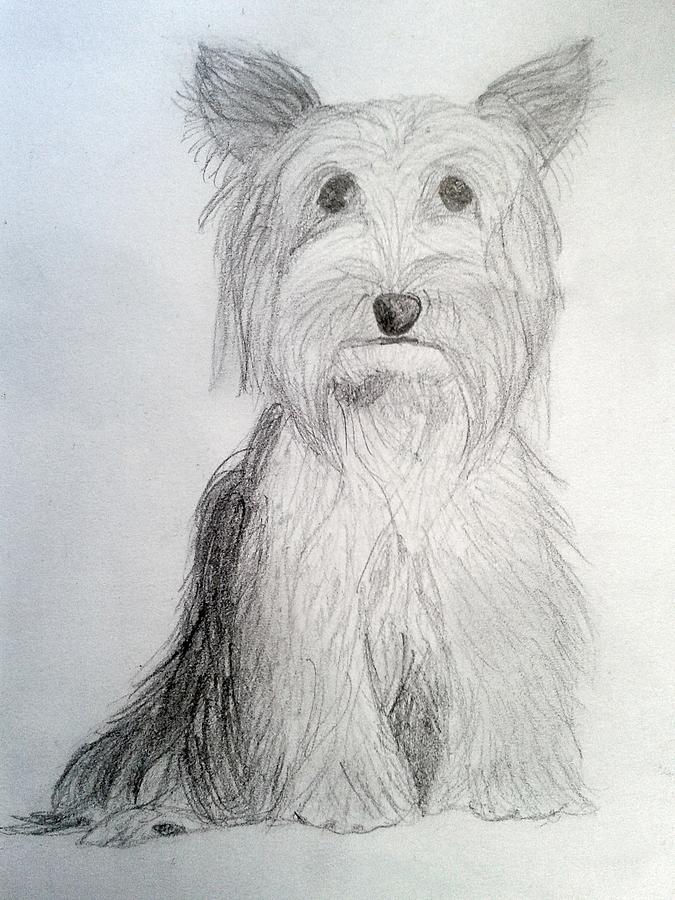 The Yorkie Drawing by Eliza Paul - Fine Art America