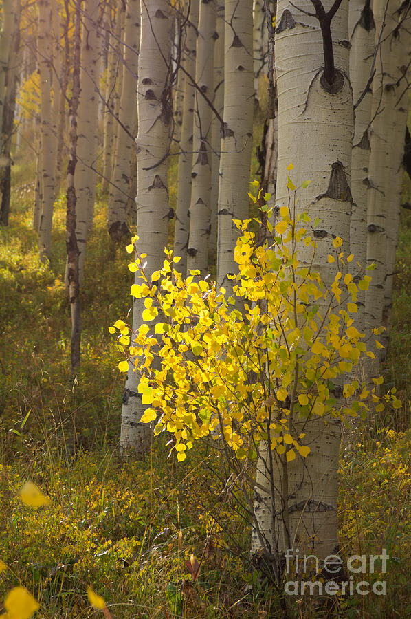 Mountain Photograph - The Young Aspen by Benjamin Reed