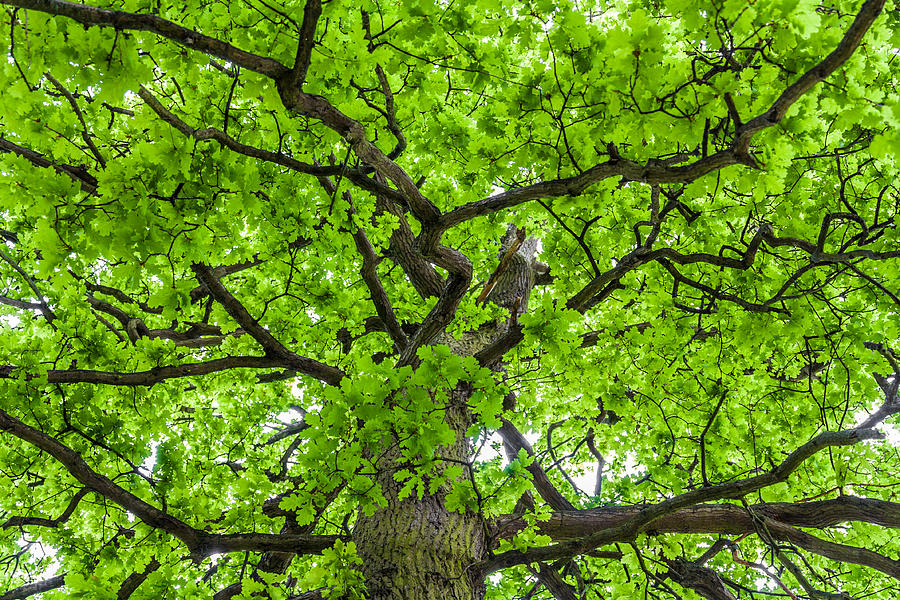 The Young Oak Photograph by Semmick Photo
