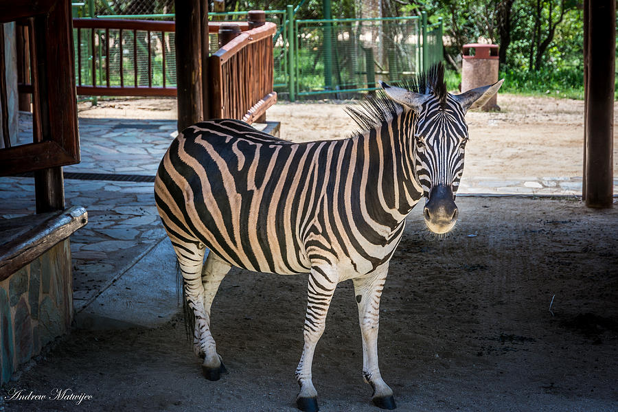 The Zebra Photograph by Andrew Matwijec