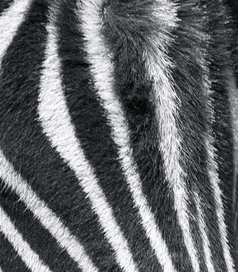 The Zebra Question Photograph by Denise Hillman | Fine Art America