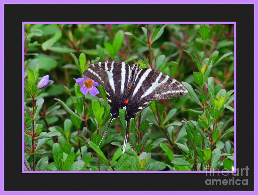 The Zebra Swallowtail Butterfly Photograph by Scott Cameron