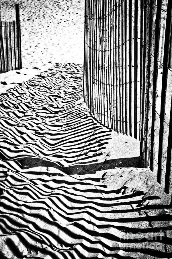 The Zebra Walk Photograph by Colleen Kammerer