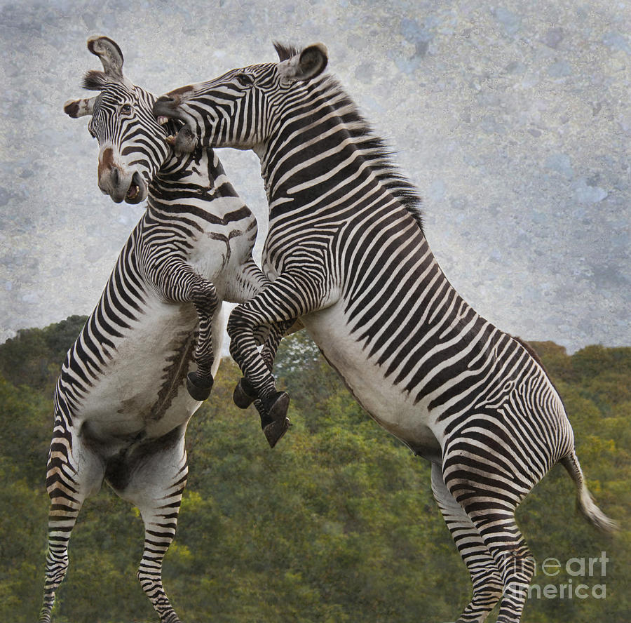 The Zebras Crossing Photograph by Sheila Laurens
