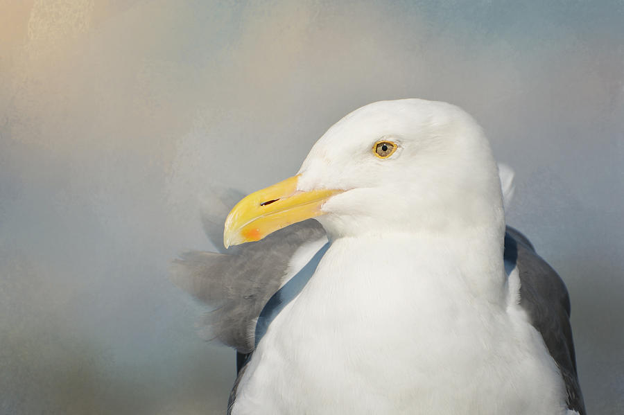 The Zen Of Seagulls Photograph by Fraida Gutovich