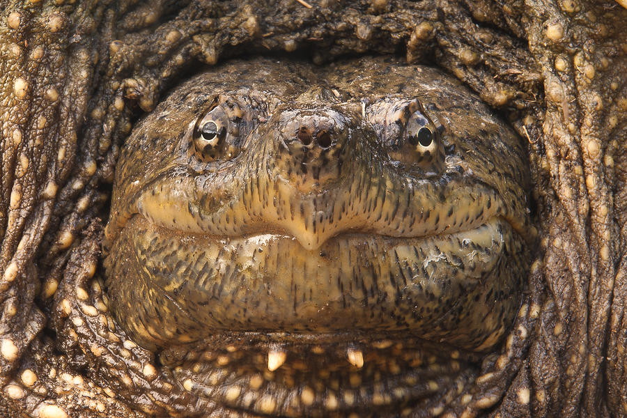 The Zen Turtle Photograph by Michael Van Beber